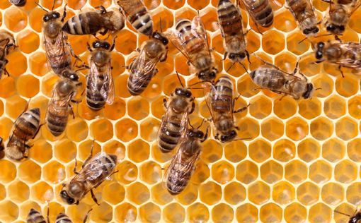 Исследование: пчелы умеют "кричать" в момент опасности