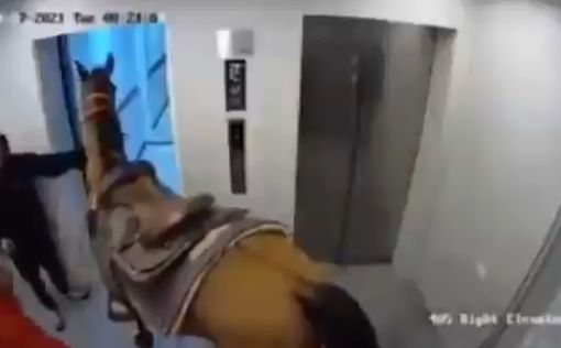 Тель-Авив: в лифт роскошного дома пытались загнать лошадь