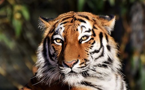 Пострадавшему от браконьеров тигру сделают протез лапы