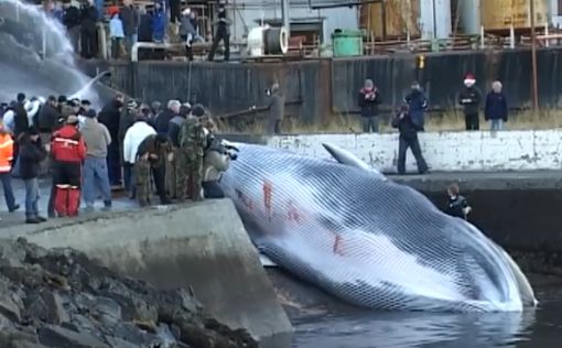 В Исландии остановлен китобойный промысел