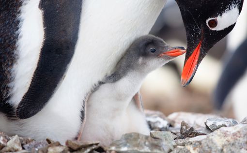 В Норвегии из океанариума украли птенцов пингвина