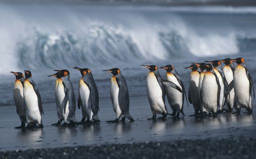 Пингвины впали в депрессию из-за британской погоды