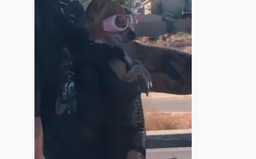 В сети появился ролик с собакой-байкером