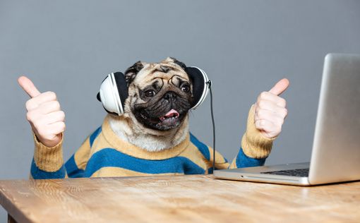 В Германии запустили радио для собак