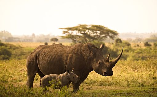 Спаси носорога! Всемирный банк выпускает облигации животных