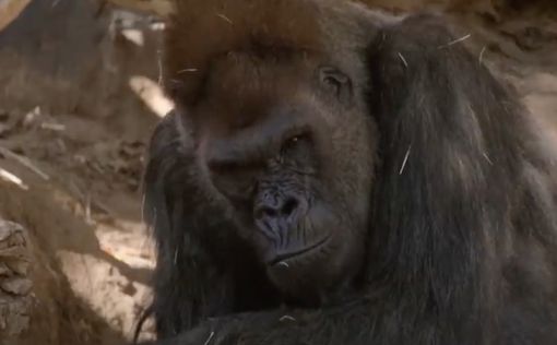 В США коронавирус обнаружили у редких горилл в зоопарке