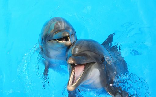 Ученые: у дельфинов сложные социальные связи