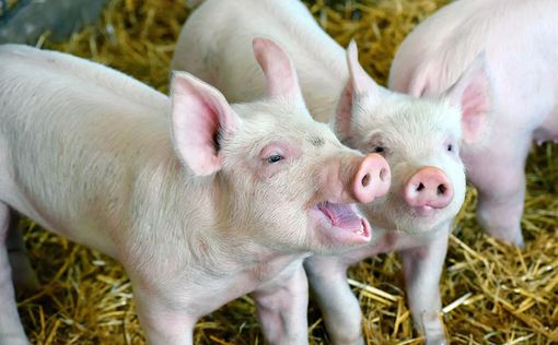 Свиньи могут быть оптимистами и пессимистами