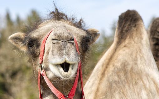 Открылся первый в мире отель для верблюдов