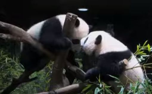 В Токио показали близнецов – детенышей панды