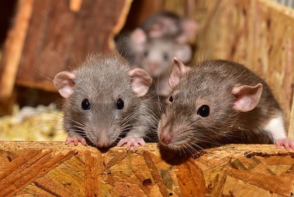 Индия: крысы съели 200 кг конфискованной конопли