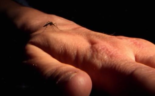 Ученые определили цвета, привлекающие комаров