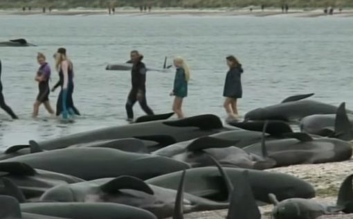 В Новой Зеландии дельфины вновь выбросились на берег