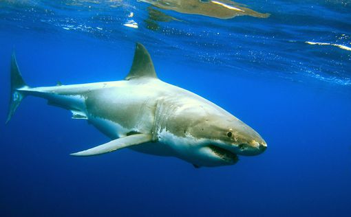 Гигантская акула атаковала дайверов