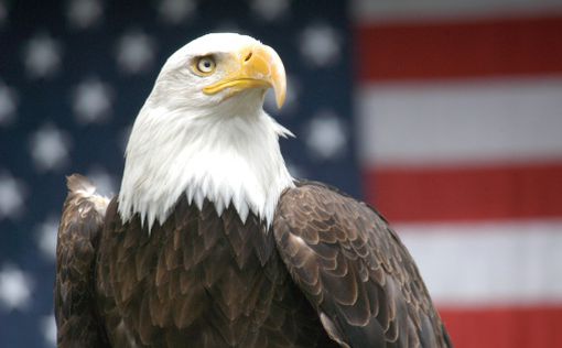 США: самолет упал из-за столкновения с орланом
