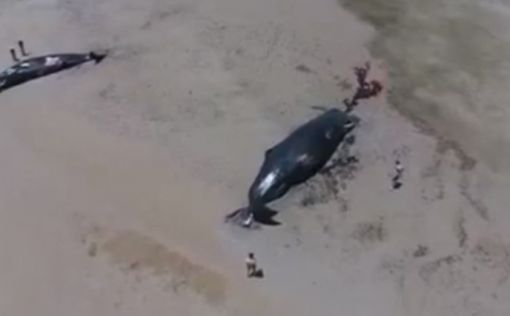 В Австралии опять киты выбрасываются на берег