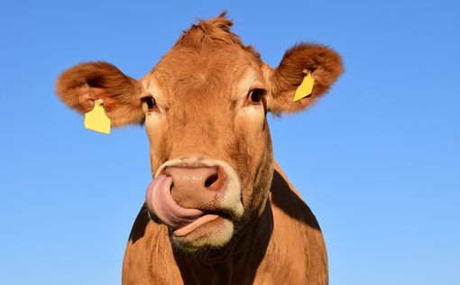 Климатическое решение содержится в желудках молочных коров