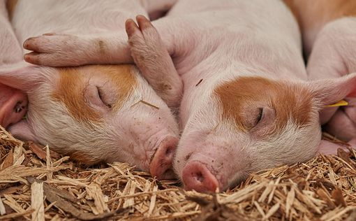 Двух свиноводов посадили в тюрьму за контрабанду спермы