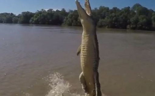 Крокодил "взлетевший" над водой поразил интернет