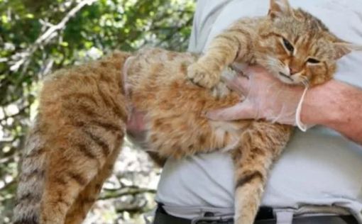 Чудеса природы: биологи обнаружили кошку-лису