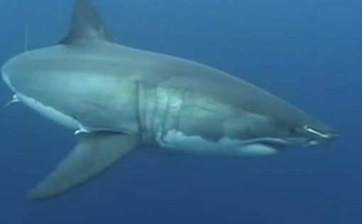 Акула убила германского туриста в Красном море