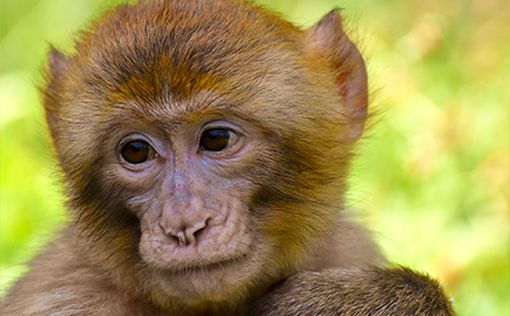 В крупном исследовательском центре США погибло 7 приматов