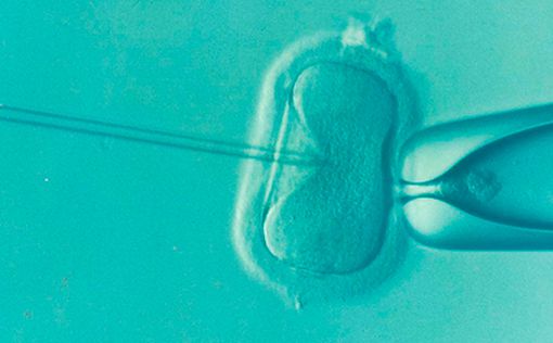 Новое исследование ЭКО: мужская фертильность не вечна