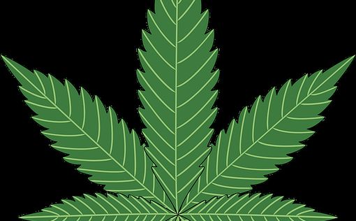 Коноплю разрешили выращивать в россии в каких страна можно купить марихуану