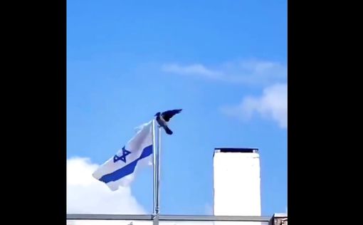 Безумие в арабских социальных сетях: ворона рвет флаг Израиля