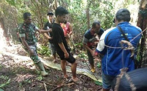 В Индонезии питоны начали есть людей - вторая жертва за месяц