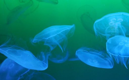 Ученые обещают израильтянам лето без медуз