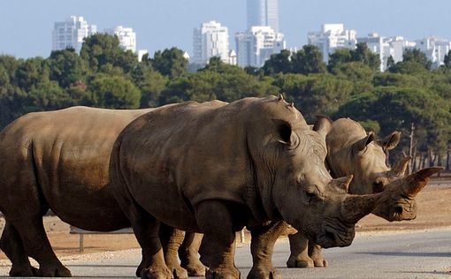 Из рамат-ганского зоопарка сбежали носороги
