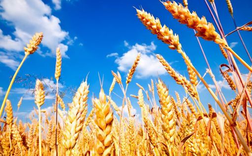 ООН: Из-за агрессии России запасов пшеницы на Земле осталось всего на 10 недель