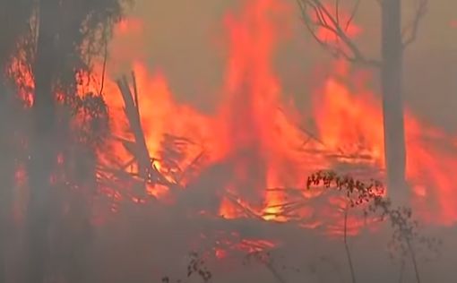 По Чили пронесся масштабный лесной пожар