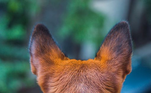 Ученые обнаружили уникальный вид вымерших поющих собак