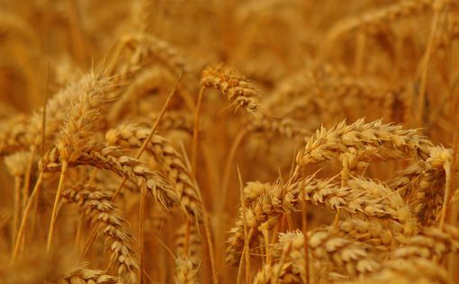 Россия направила 100 000 тонн пшеницы в Сирию