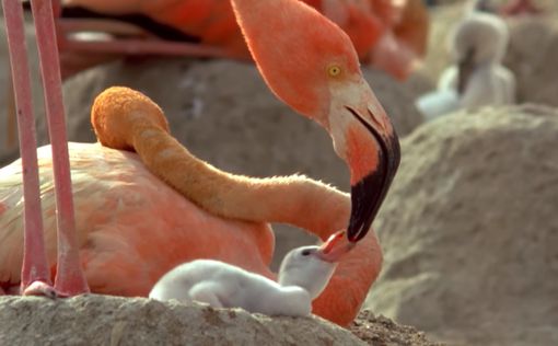 Засуха угрожает птенцам фламинго в Южной Африке