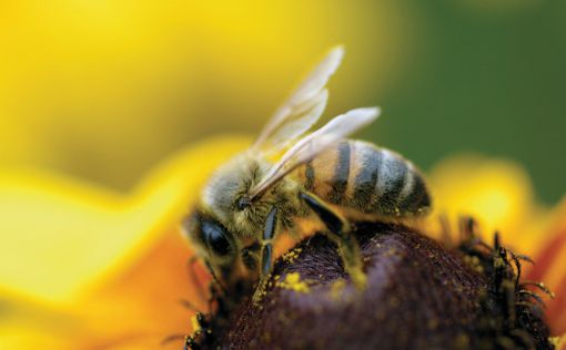 Пчелиный яд может оказаться лекарством от рака