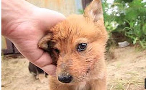 ВИДЕО: Вьетнамец спас тонущего щенка