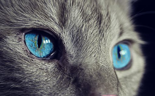 Ученые обнаружили новый вид кошек