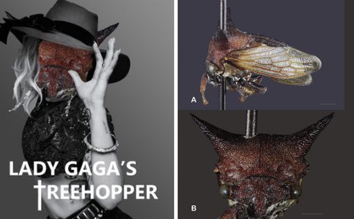 В честь Lady Gaga назвали очередное насекомое