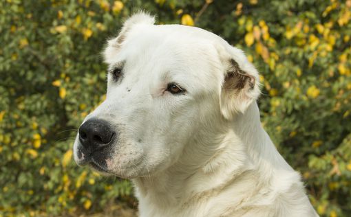 Пять дней в одиночестве: волонтеры спасли под Волчанском собаку-героя | Фото: pixabay.com