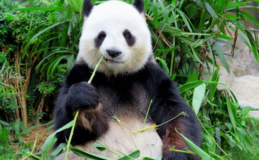 Гигантская панда побьёт мировой рекорд