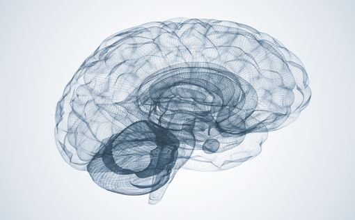 Размер головного мозга и достаток тесно связаны