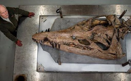 В Англии нашли гигантский череп плиозавра
