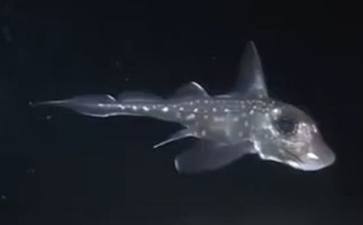 В Новой Зеландии нашли детеныша редчайшей акулы-призрака