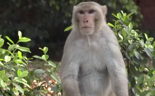 У обезьян развился кратковременный иммунитет к коронавирусу