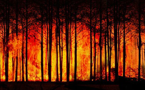 Португалия: огромные пожары заставляют людей бежать из дома