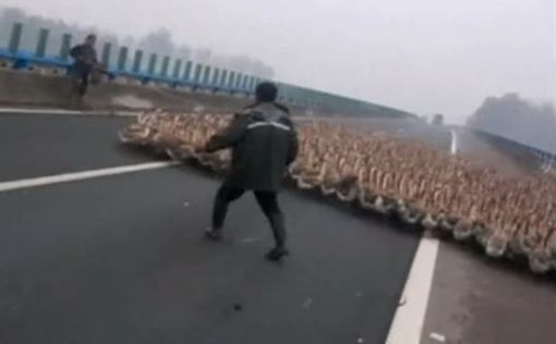 Тысяча гусей перекрыла магистраль в Китае
