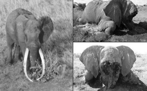 Браконьеры убили одного из последних уникальных слонов